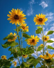 Close-up of bright yellow sunflowers reaching towards a clear blue sky with scattered clouds bloom