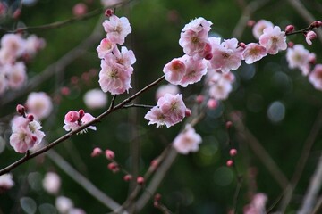 pink cherry blossom森の中で咲くピンクの梅