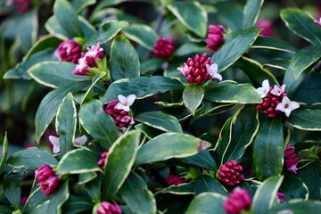 ジンチョウゲの花
