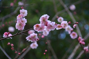 森の中で咲くピンクの梅の花
