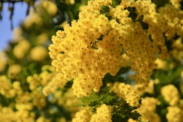 青空とミモザアカシアの花