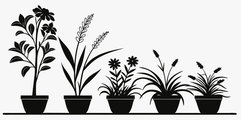 A collection of various potted plants with different shapes and sizes. © Shahin