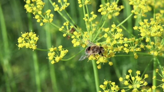 A bee on a blooming dill flower in the garden. 4k video