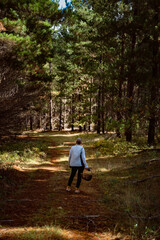 Fototapeta premium woman picking mushrooms in pine forest foraging