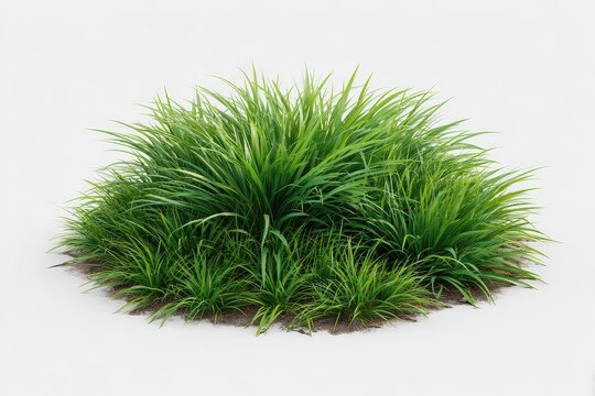Lush Green Ornamental Grass on White Background Under Soft Lighting Landscape Element