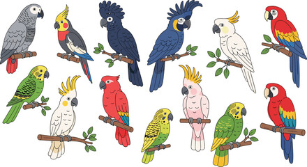 Detailed Tropical Parrot and Perched Bird Collection Featuring Macaws Cockatoos and Budgies for Educational and Nature Design © Rumi