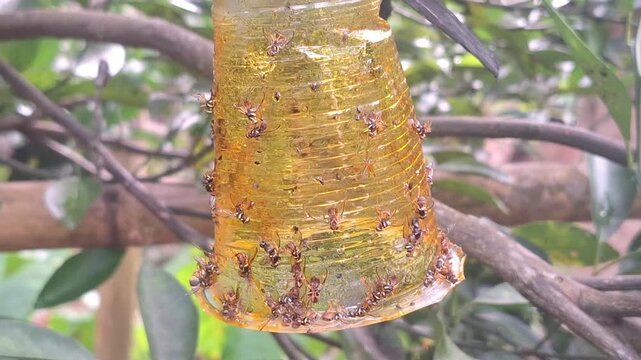 A plastic cup trap swinging gently in the wind among fruit tree leaves. This sustainable farming practice reduces the need for chemical pesticides in tropical plantations.