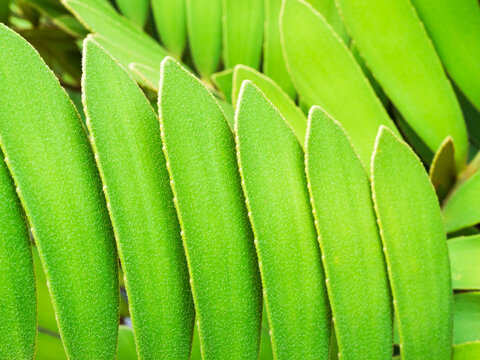 Zamia furfuracea close up decorection park nature, environment background