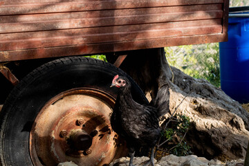 Chicken in the off grid homestead © sashapritchard