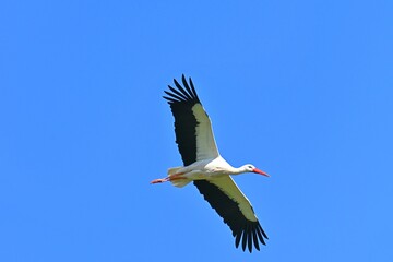 Flight to spring: a stork over the winter horizon