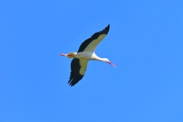Fototapeta premium Flight to spring: a stork over the winter horizon