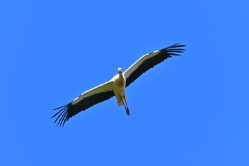 Obraz premium Flight to spring: a stork over the winter horizon