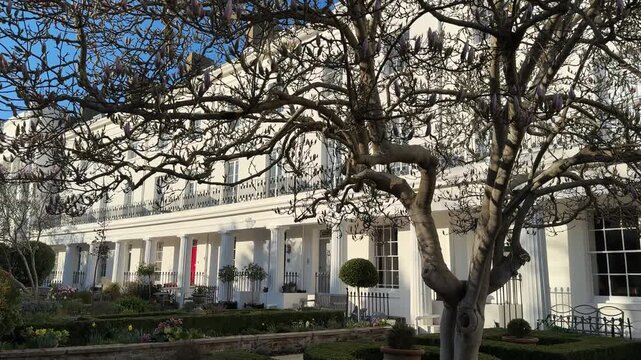 Elegant white townhouses in Alverstoke Gosport with blooming magnolia tree, vertical shot.