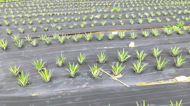 Modern pineapple farm on a scenic hillside. Soil is covered with protective plastic mulch to conserve moisture and suppress weeds. Efficient agricultural practices in a lush landscape.