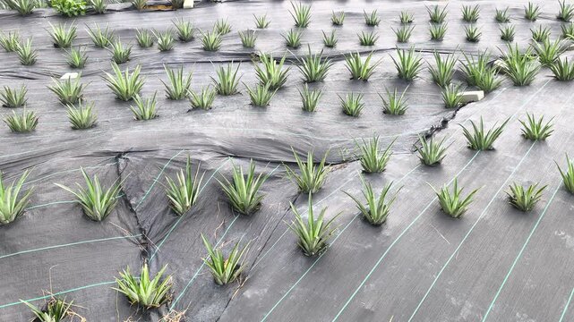 Modern pineapple farm on a scenic hillside. Soil is covered with protective plastic mulch to conserve moisture and suppress weeds. Efficient agricultural practices in a lush landscape.