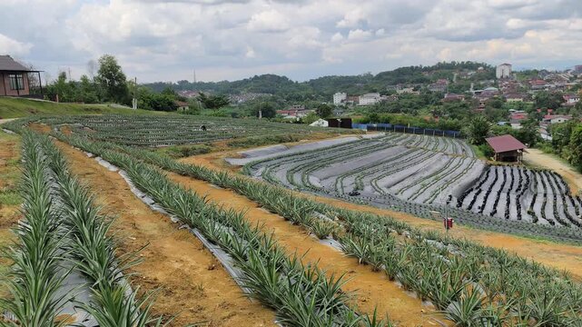 Modern pineapple farm on a scenic hillside. Soil is covered with protective plastic mulch to conserve moisture and suppress weeds. Efficient agricultural practices in a lush landscape.