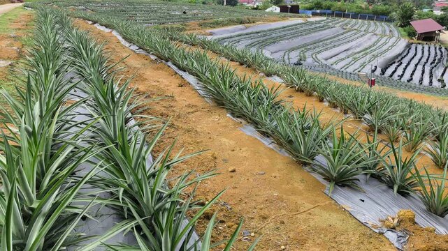 Modern pineapple farm on a scenic hillside. Soil is covered with protective plastic mulch to conserve moisture and suppress weeds. Efficient agricultural practices in a lush landscape.