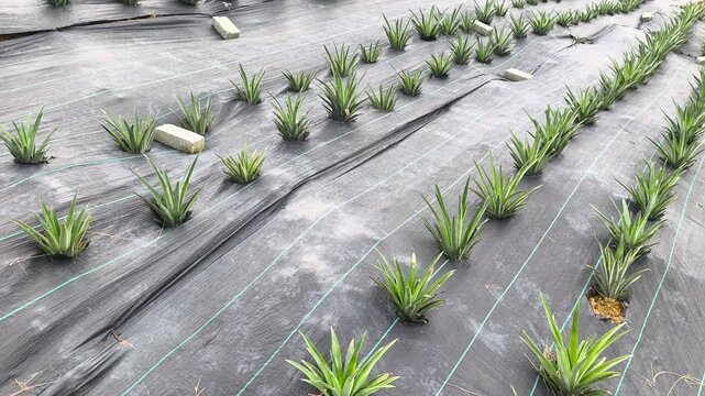 Modern pineapple farm on a scenic hillside. Soil is covered with protective plastic mulch to conserve moisture and suppress weeds. Efficient agricultural practices in a lush landscape.