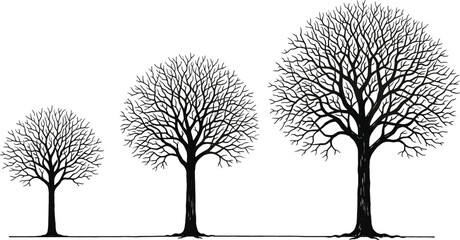 Black tree silhouettes set, vector leafless oak and maple trees collection for winter nature design, dead branches isolated on white background, symbol © Junayid