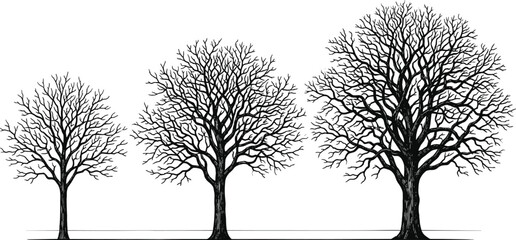 Black tree silhouettes set, vector leafless oak and maple trees collection for winter nature design, dead branches isolated on white background, symbol © Junayid