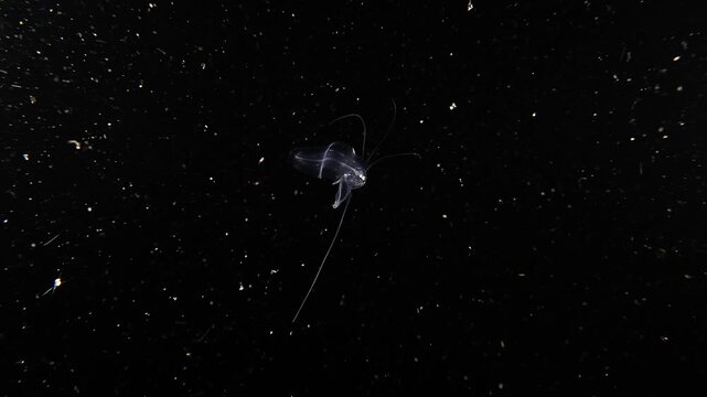 A larval (settling) tonguefish (Symphurus sp.) during a blackwater dive in Anilao, Philippines