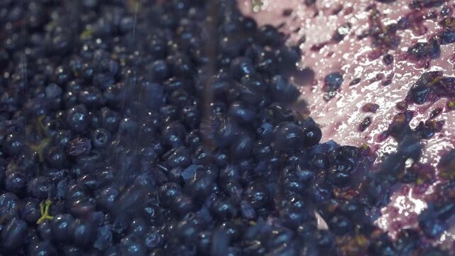 Grape Skins and Fresh Juice Mixing During Wine Pressing for Ros&eacute; and Red Production, Natural Fermentation Process and Harvest Texture, Macro Close Up Shot
