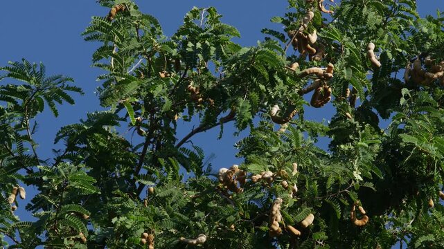 Tamarind Tree with Dense Green Foliage and Brown Seed Pods Against Blue Sky