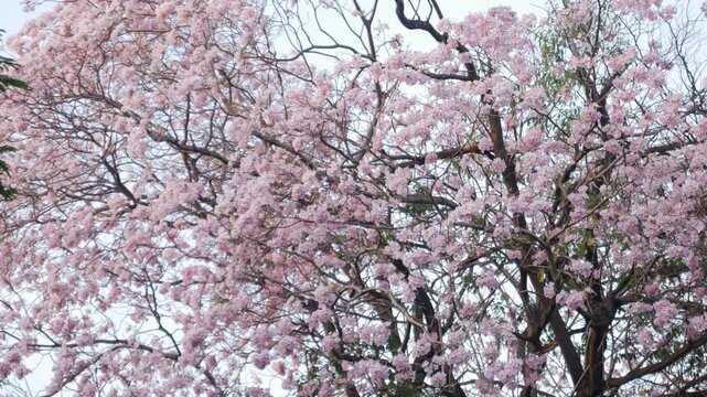 dreamy soft pink tabebuia trumpet tree flowers in full bloom creating ethereal romantic spring atmosphere