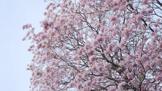 dreamy soft pink tabebuia trumpet tree flowers in full bloom creating ethereal romantic spring atmosphere
