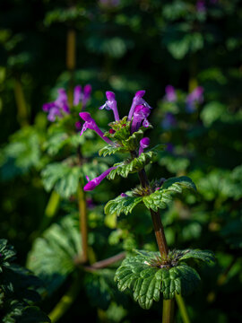 Vertical Close-Up of a Purple Henbit Flower in Sunlit Spring Foliage