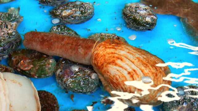 A large geoduck clam with a long siphon rests in a blue saltwater tank alongside several smaller, textured abalone shells.