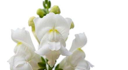 Obraz premium Architectural white snapdragon spikes blooming with unique dragon-shaped petals