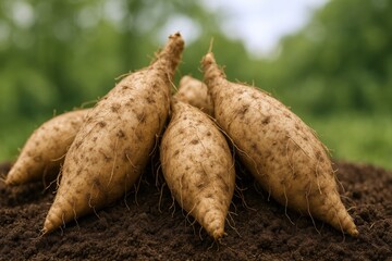 Obraz premium Freshly Harvested Yams Displayed on Rich Soil, Ready for Cooking and Culinary Applications