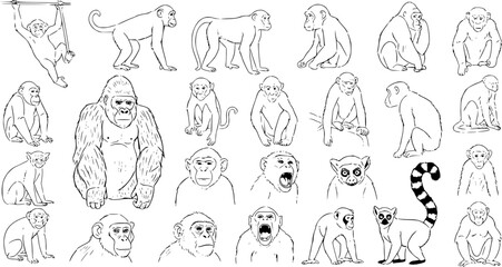 Detailed line art collection of various primates: monkeys, apes (gorillas, chimpanzees), and lemurs in diverse poses, ideal for educational, wildlife, or nature-themed designs. © pixsource