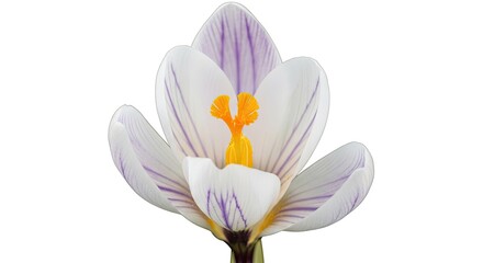 Obraz premium Ethereal spring crocus revealing delicate purple stripes on soft white petals with a vibrant orange stamen in a gentle macro view