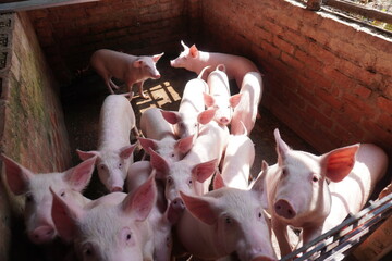 Group of Piglets in Sunlit Farm Pen © Sumita