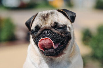 Obraz premium cute small cream pug walks on green grass in summer park in summer day, face closeup view, tongue out, dogwalking concept
