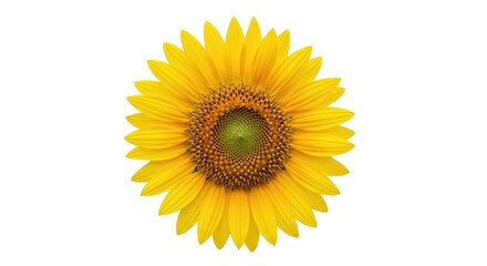 Fototapeta premium Radiant sunflower head exhibiting perfect geometric symmetry and golden yellow petals in a bright daylight portrait