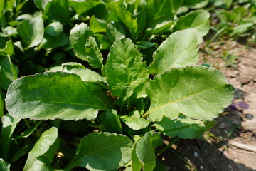 Fototapeta premium Close Up of Young Green Spinach Plant in Soil