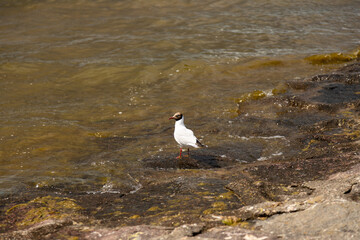 Fototapeta premium Coastal scene with seagull and shimmering sea water