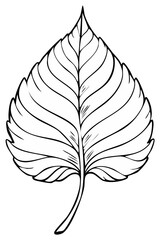 Fototapeta premium Detailed Hand-Drawn Line Art of a Leaf with Prominent Veins for Botanical Illustration and Design Projects