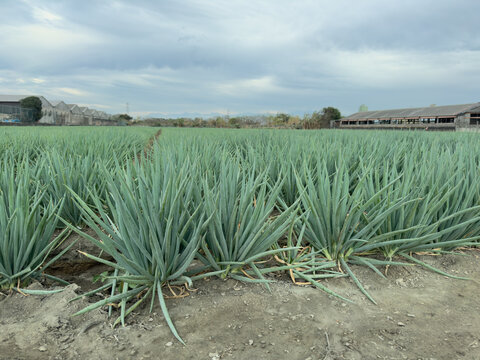 Taiwan Rural Scallion Field with Mountain Landscape