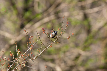 Great Tit feeding on cherry blossom buds on a tree branch in spring.