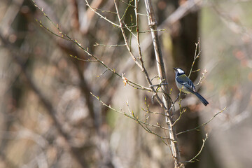 Great Tit feeding on cherry blossom buds on a tree branch in spring.