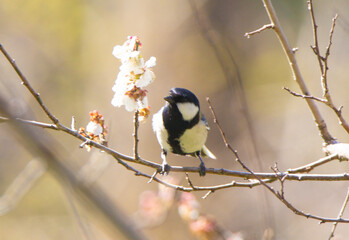 Great Tit feeding on cherry blossom buds on a tree branch in spring.