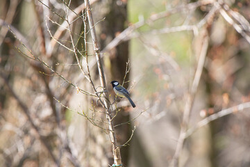 Great Tit feeding on cherry blossom buds on a tree branch in spring.