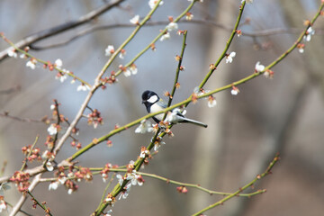 Great Tit feeding on cherry blossom buds on a tree branch in spring.