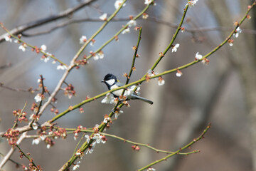 Great Tit feeding on cherry blossom buds on a tree branch in spring.