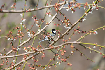 Great Tit feeding on cherry blossom buds on a tree branch in spring.