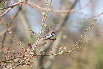Great Tit feeding on cherry blossom buds on a tree branch in spring.